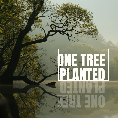 One tree planted logo reflecting on a pool of water by a tree. Buy Statement Jewelry and help with Charitable giving by Madera Design Studio