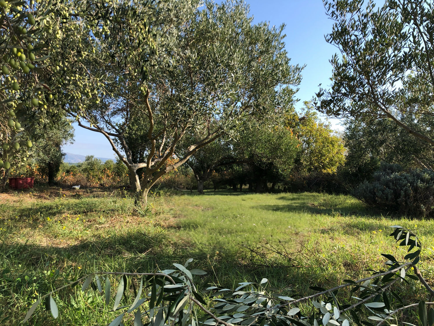 image of an olive grove in croatia